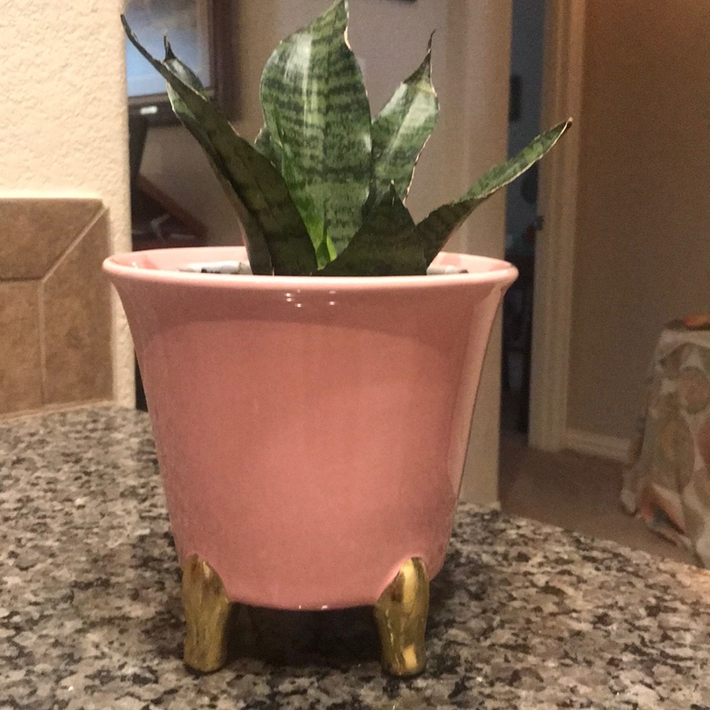 2 planter pots